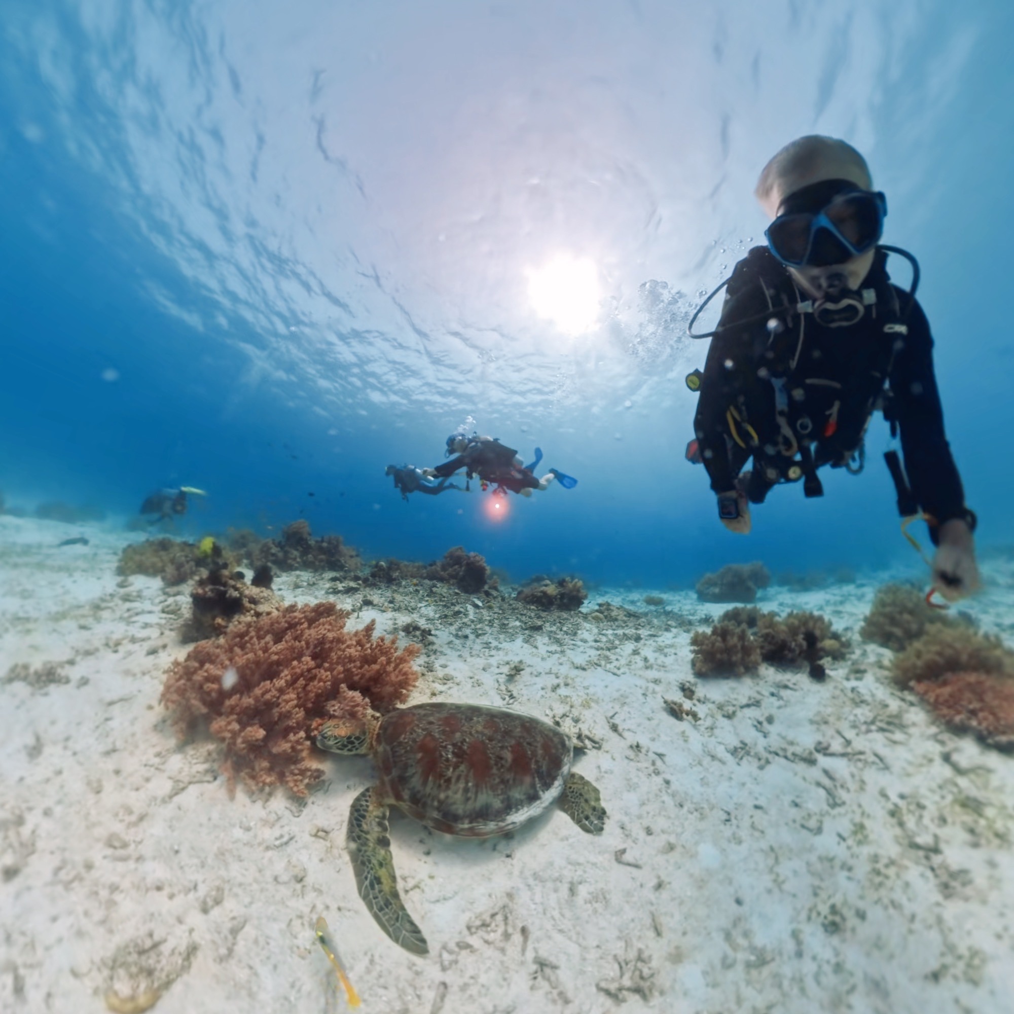 Sea turtle and divers in Panglao, Philippines