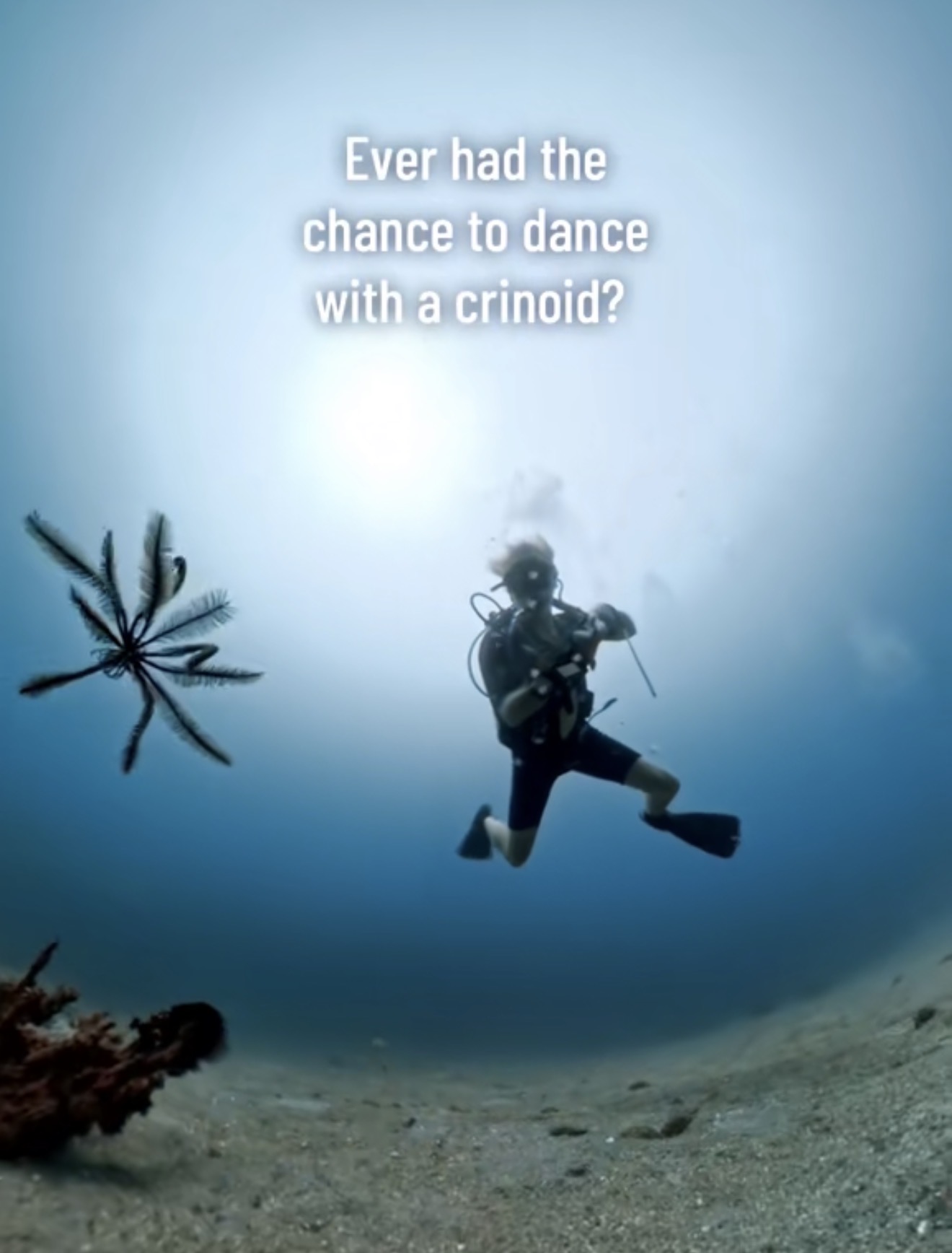 Diver dancing beside a crinoid in Dumaguete, Philippines